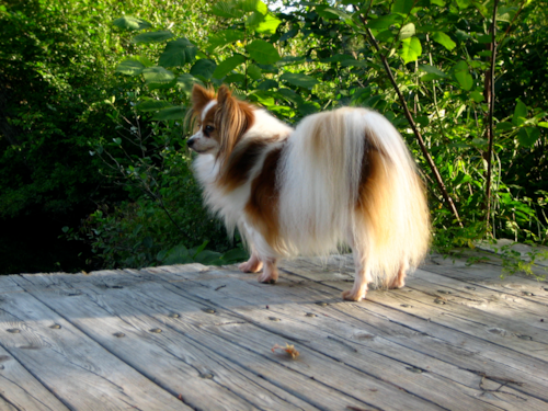 Fluffy coat Pomeranian